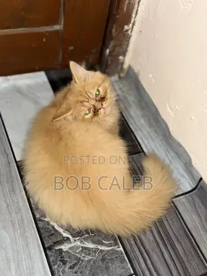 1-3 months Male Purebred Persian