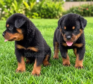 1-3 months Male Purebred Rottweiler