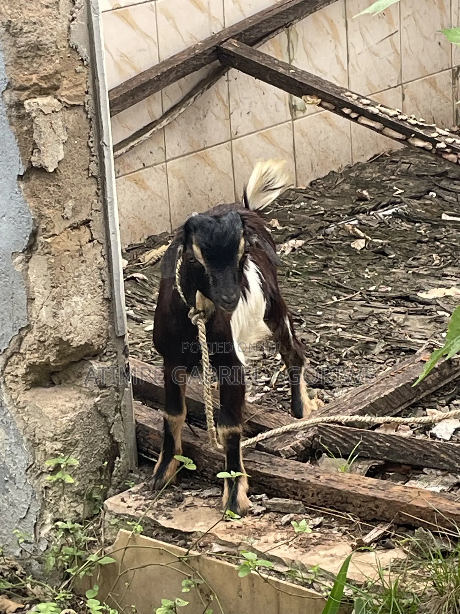 Healthy Billy Goat