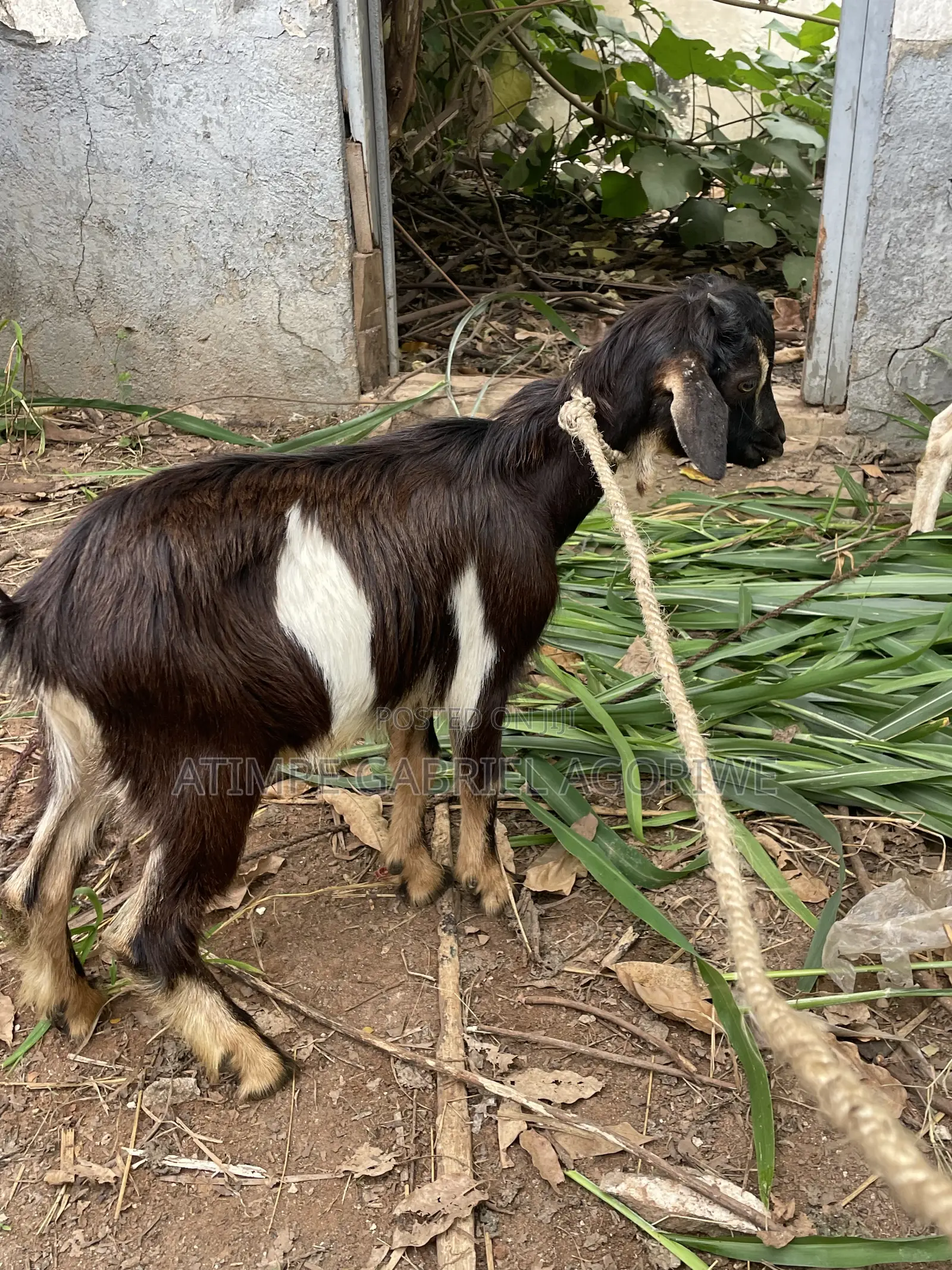 Healthy Billy Goat