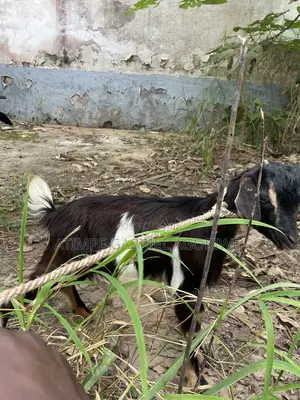 Healthy Billy Goat
