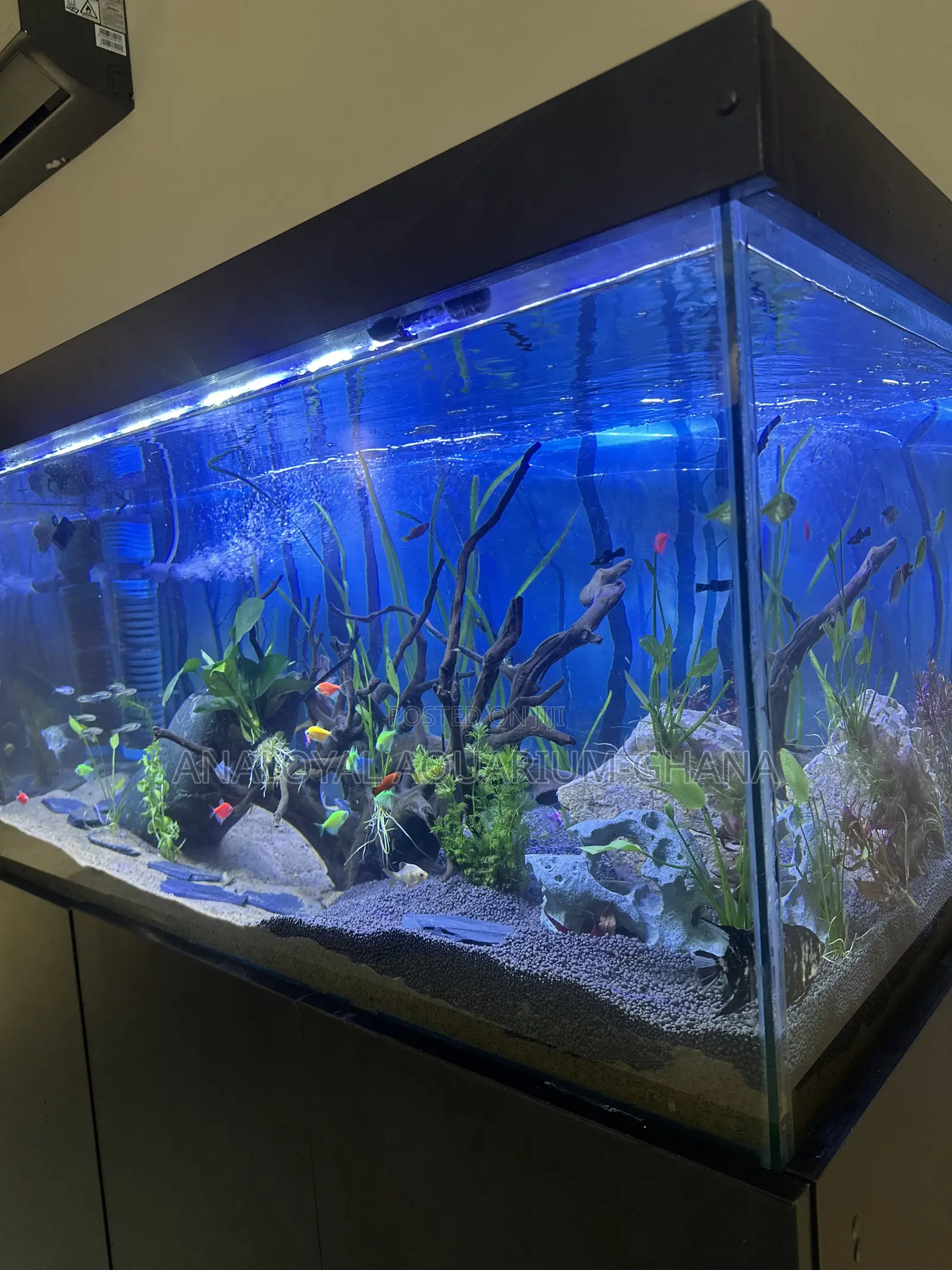 Kenel Aquarium