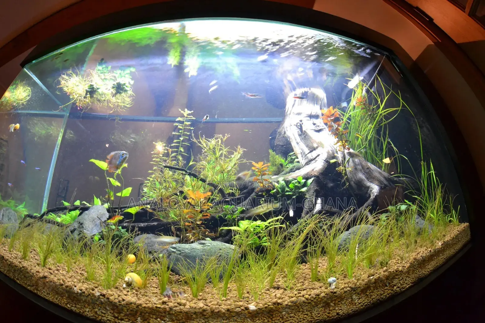 Premium Aquarium