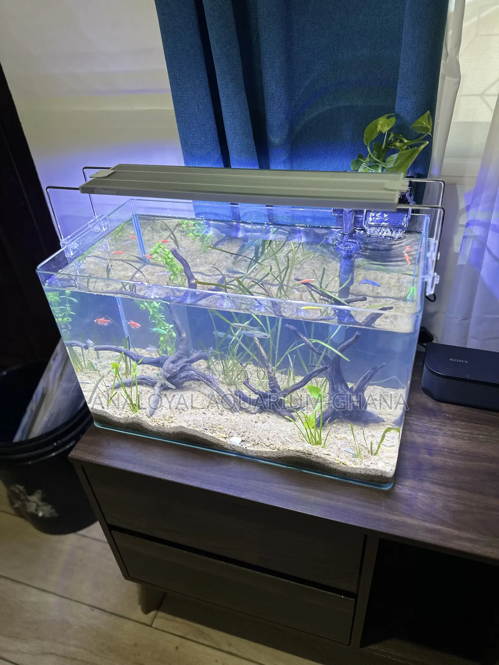 All Natural Tabel Top Aquarium
