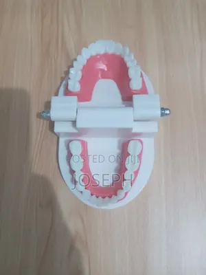 Dental Teeth Anatomy