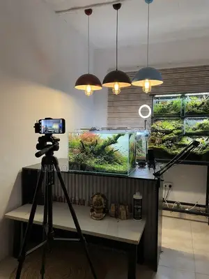 Iwagumi Style Aquarium