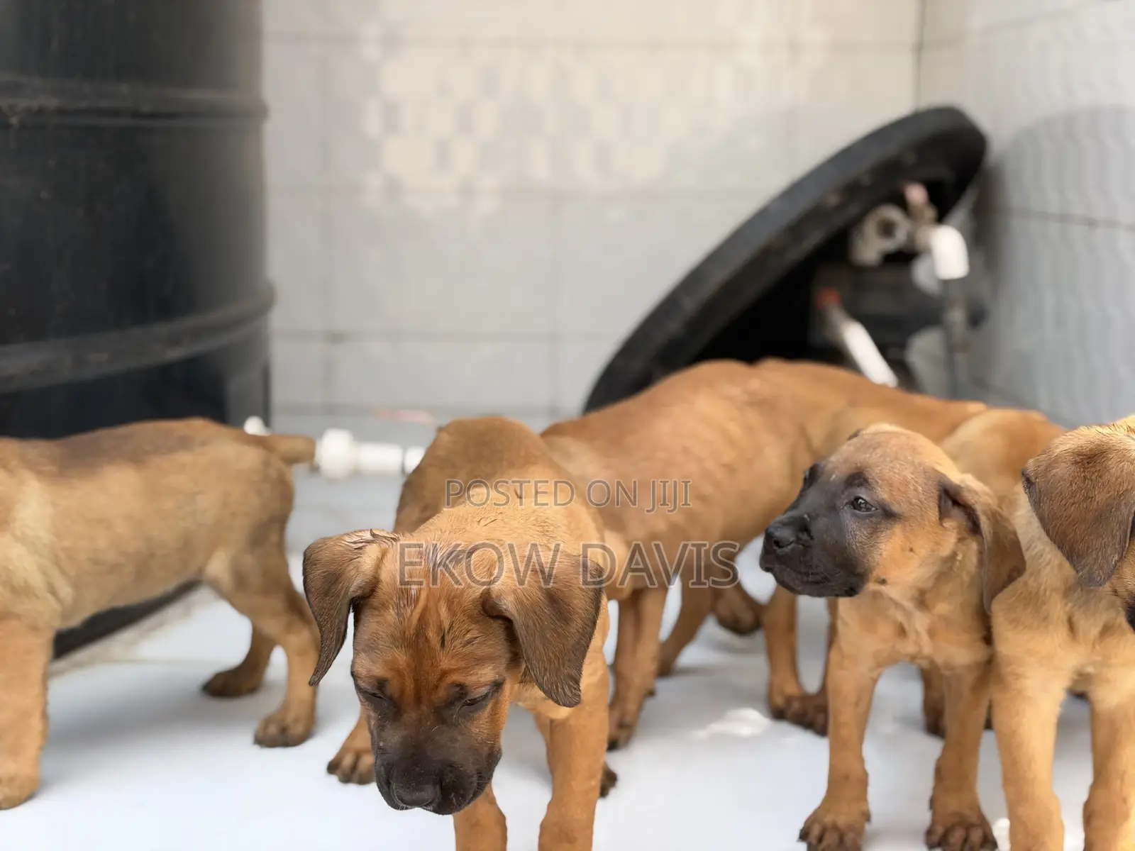 1-3 months Male Purebred Boerboel