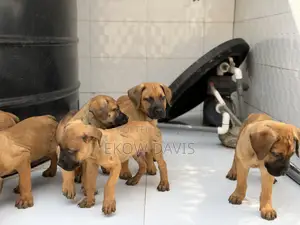 1-3 months Male Purebred Boerboel