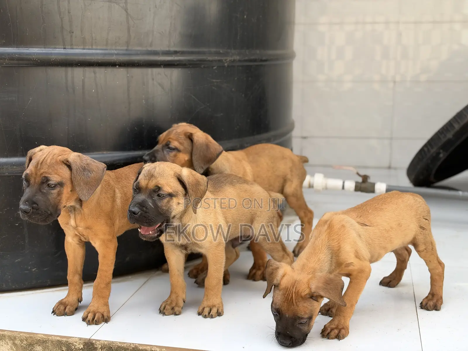 1-3 months Male Purebred Boerboel