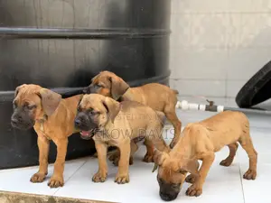 1-3 months Male Purebred Boerboel