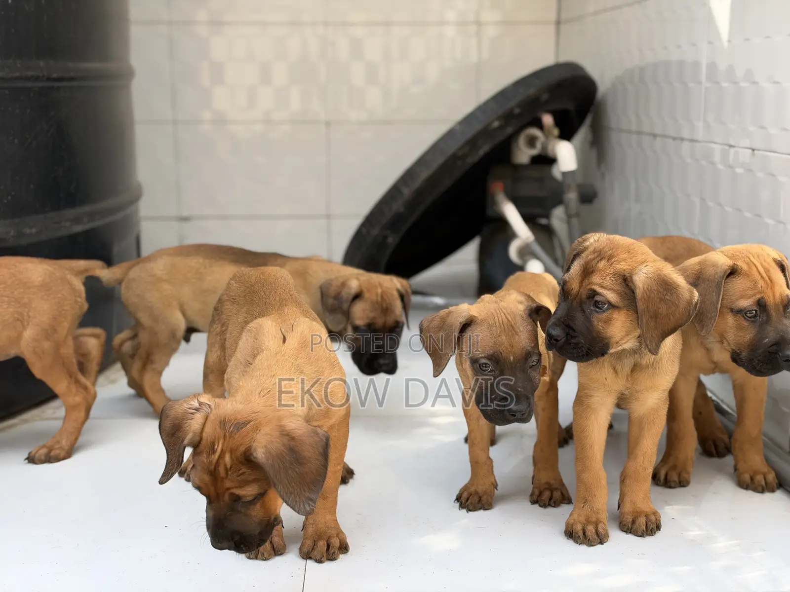 1-3 months Male Purebred Boerboel