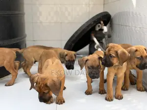 1-3 months Male Purebred Boerboel