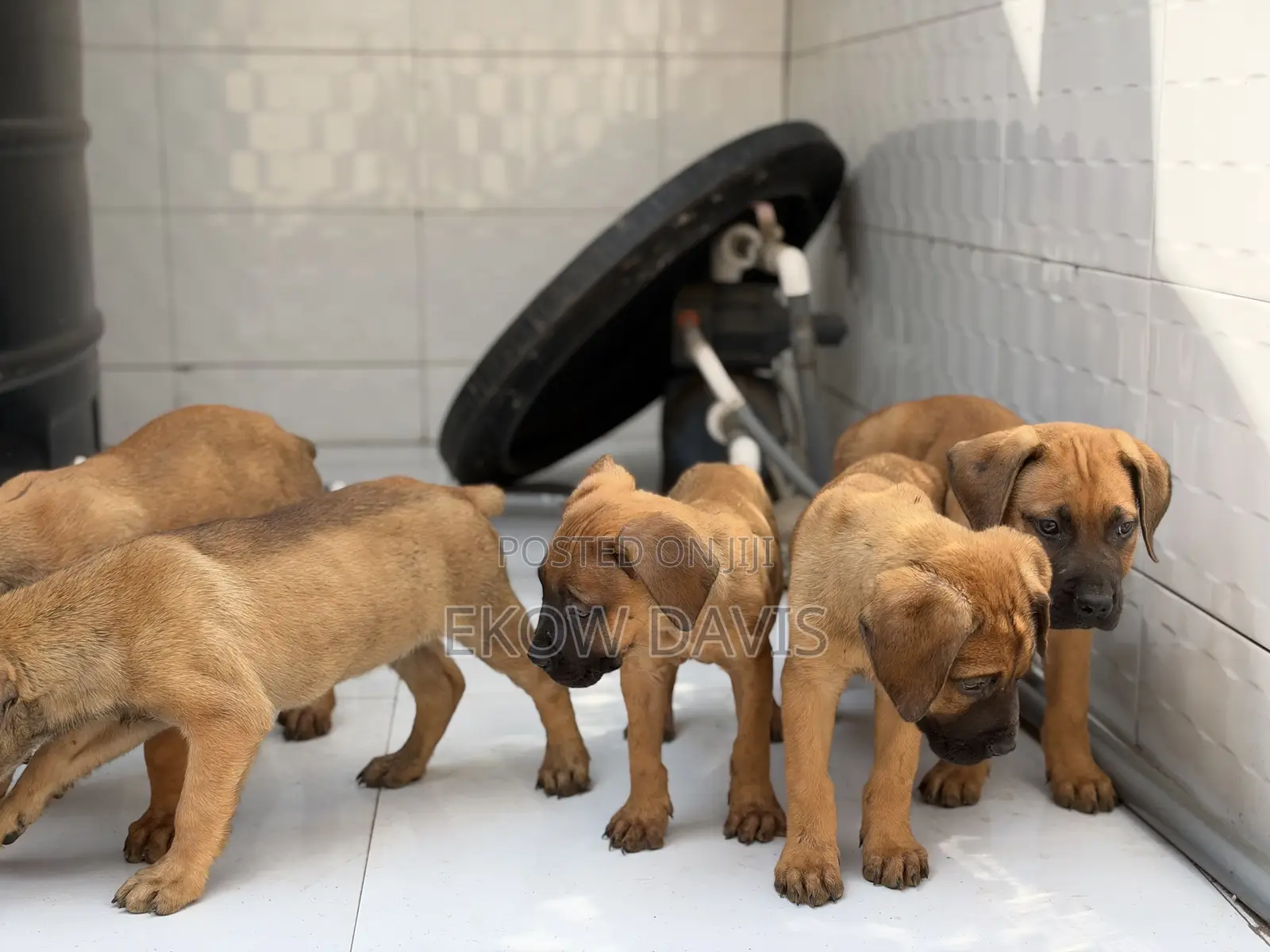 1-3 months Male Purebred Boerboel