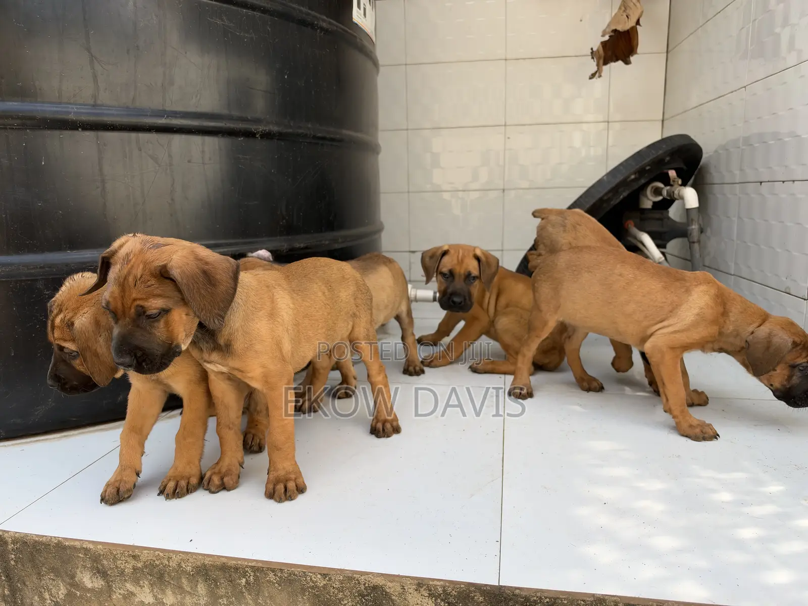 1-3 months Male Purebred Boerboel