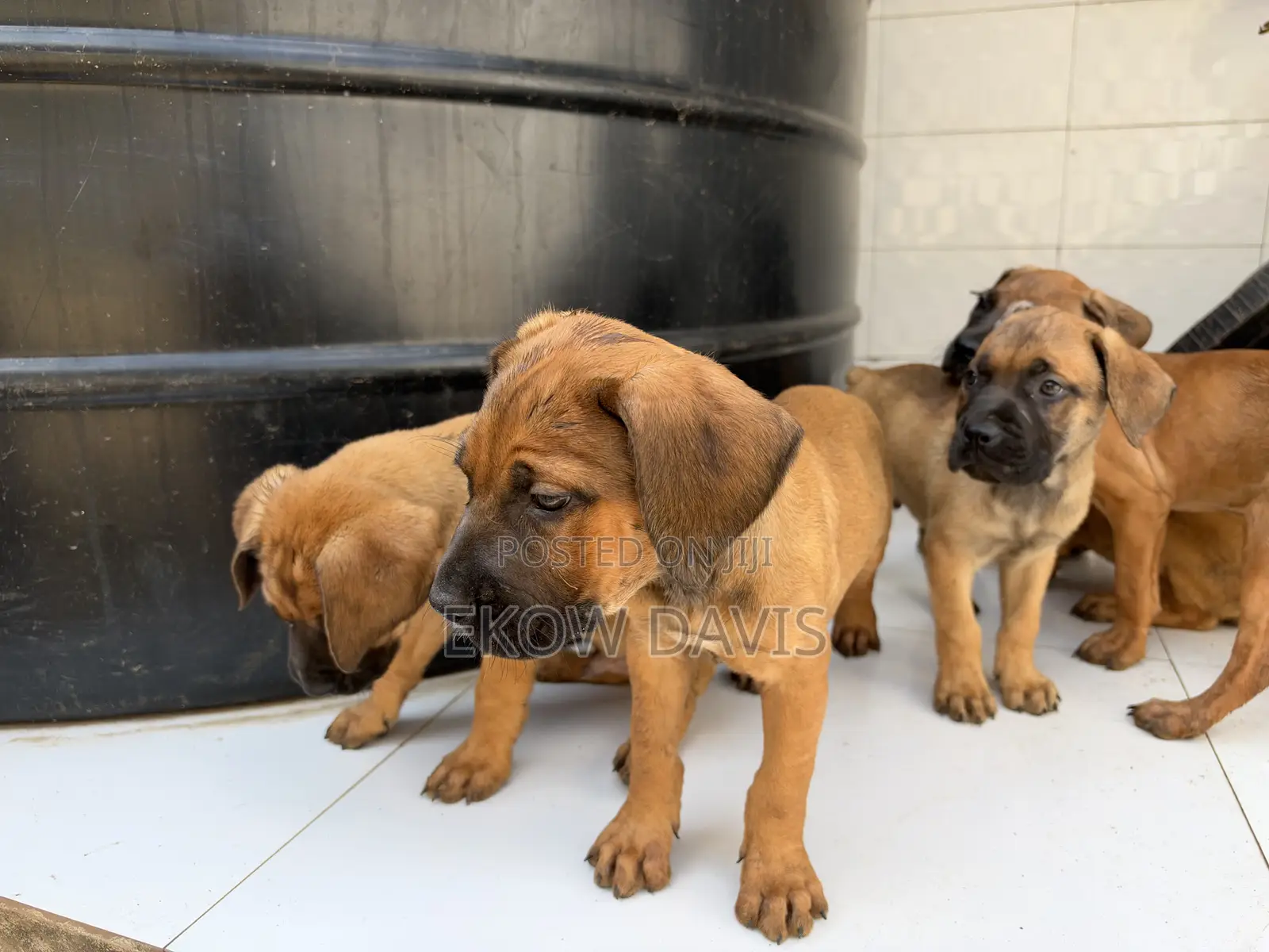 1-3 months Male Purebred Boerboel
