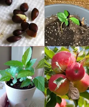 Apple Seedlings