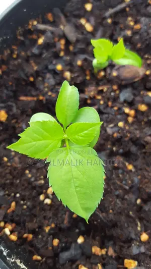 Apple Seedlings