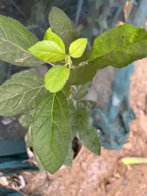 Apple Seedlings