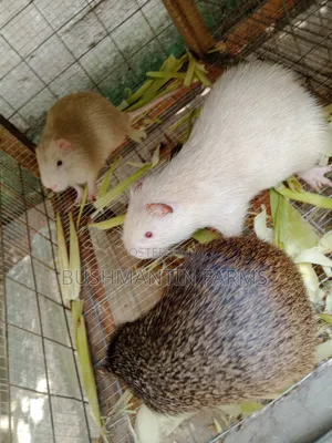 Breeding Stocks Available