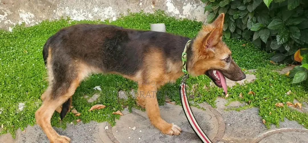 1-3 months Male Purebred German Shepherd
