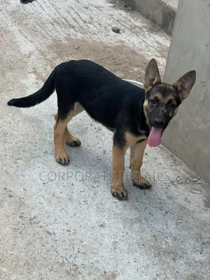 1-3 months Male Purebred German Shepherd