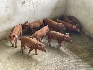 Quality Durocs