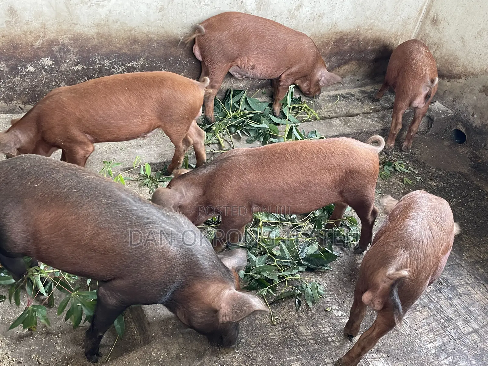 Quality Durocs