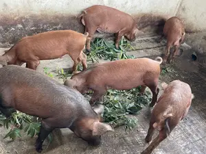 Quality Durocs