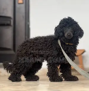 6-12 months Male Purebred Poodle