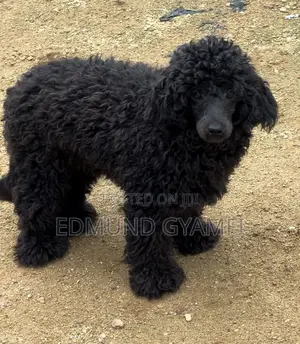 6-12 months Male Purebred Poodle