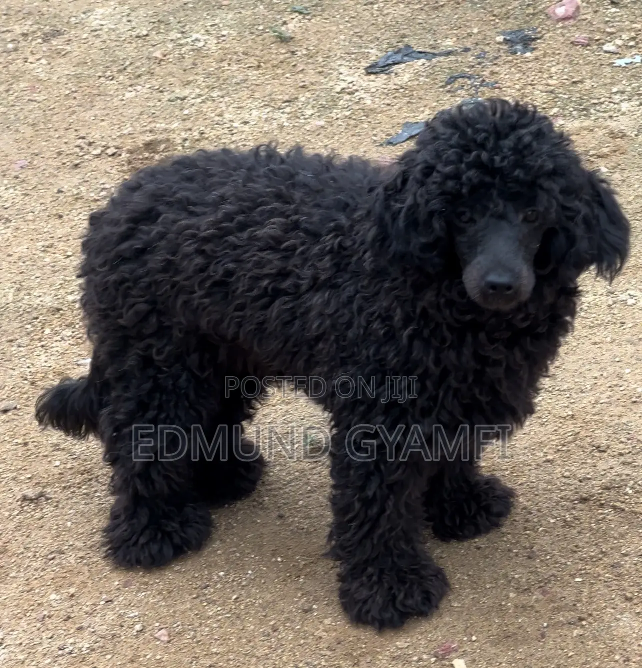 6-12 months Male Purebred Poodle