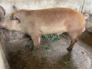 Healthy Duroc Pig Breed