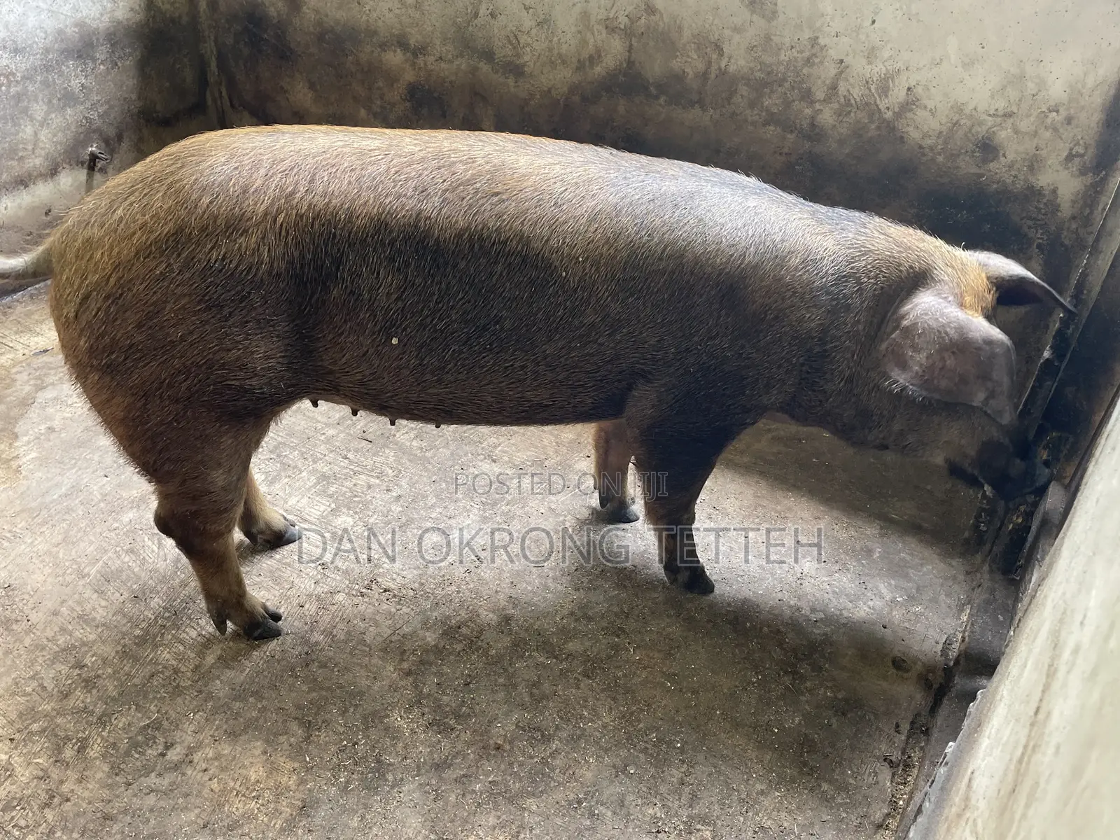 Healthy Duroc Pig Breed