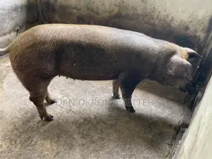 Healthy Duroc Pig Breed
