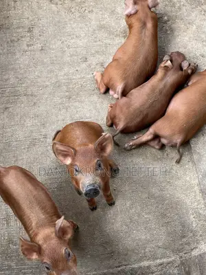 Healthy Duroc Pig Breed