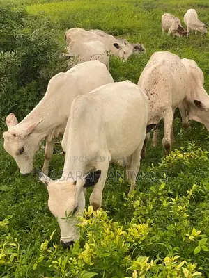 Nasarah Animals