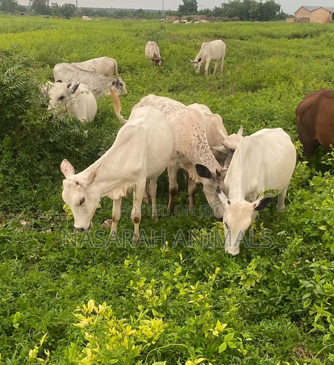 Nasarah Animals