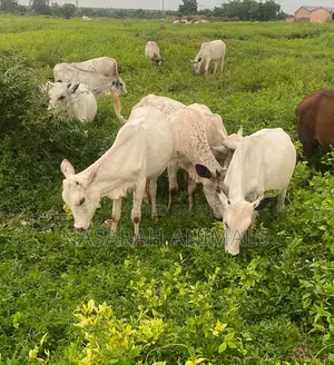 Nasarah Animals