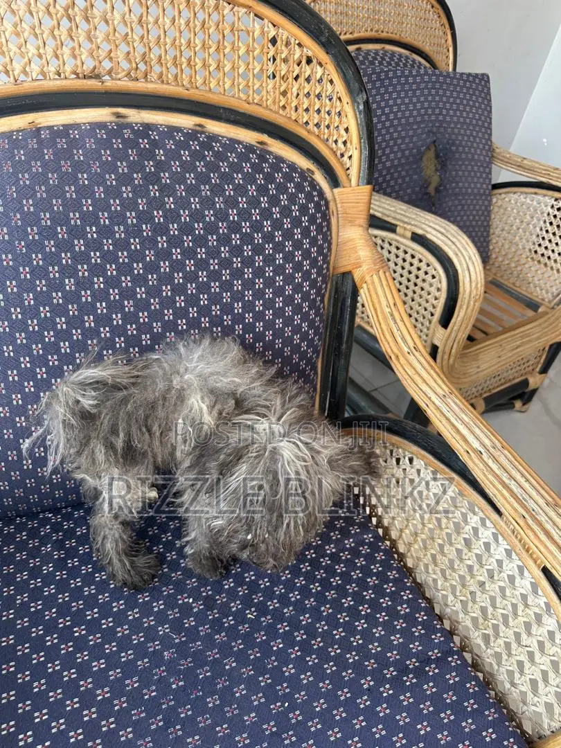 1-3 months Female Purebred Maltese