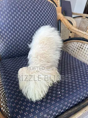 1-3 months Female Purebred Maltese