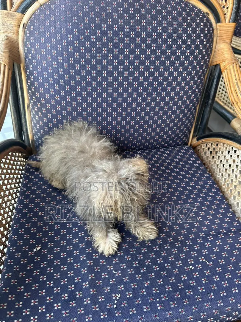 1-3 months Female Purebred Maltese
