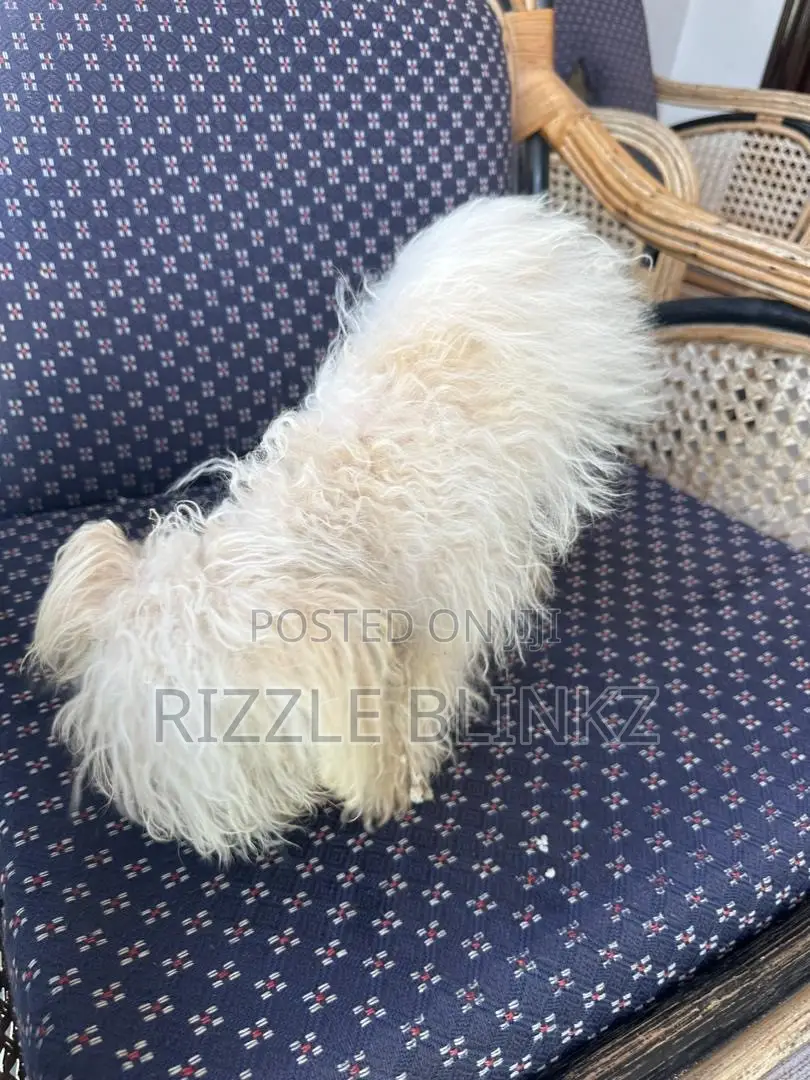 1-3 months Female Purebred Maltese