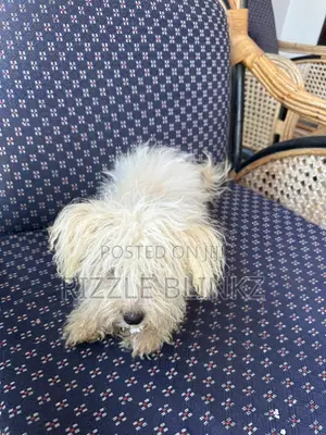 1-3 months Female Purebred Maltese