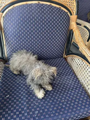 1-3 months Female Purebred Maltese