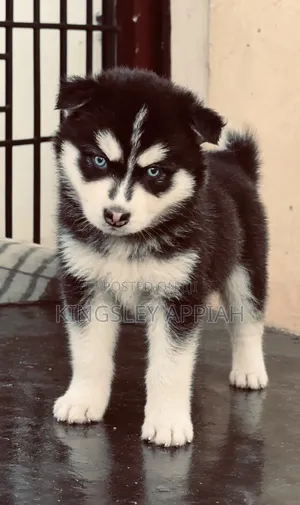 1-3 months Male Purebred Siberian Husky
