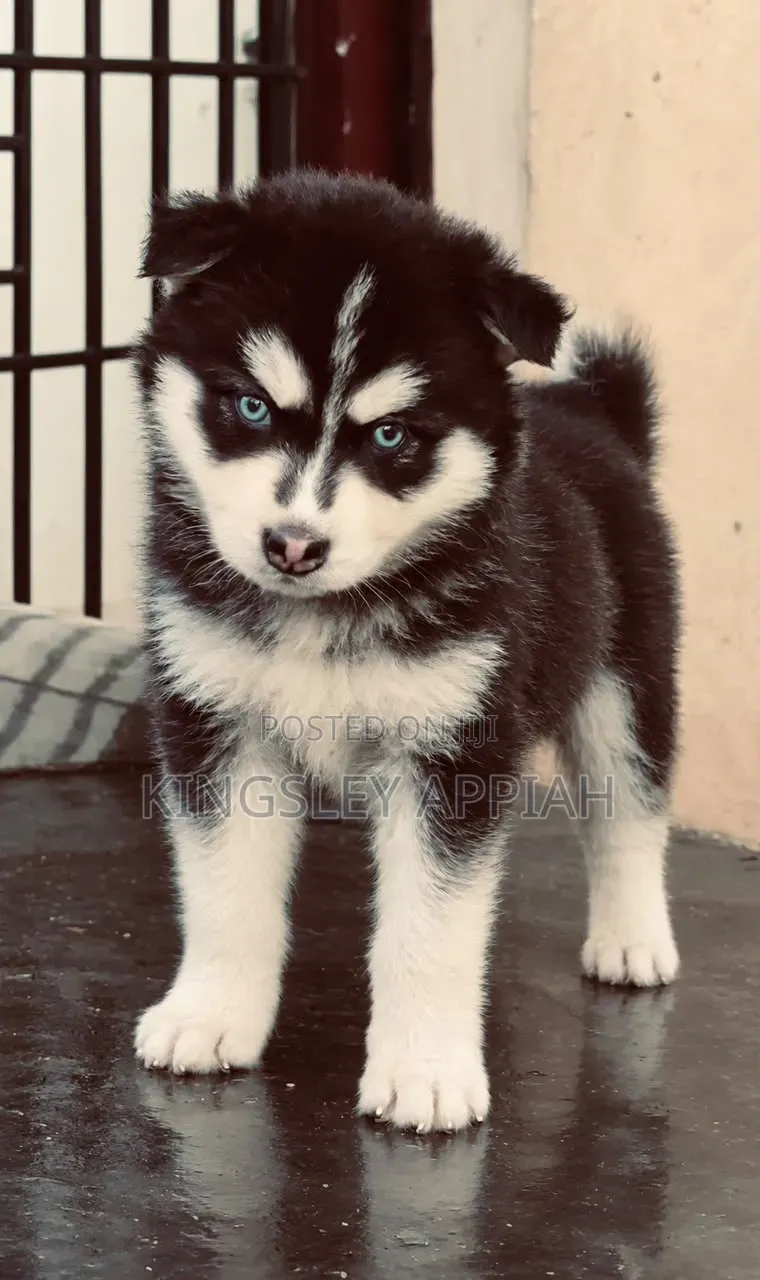 1-3 months Male Purebred Siberian Husky