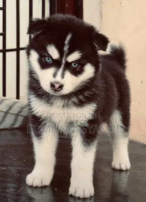 1-3 months Female Purebred Siberian Husky