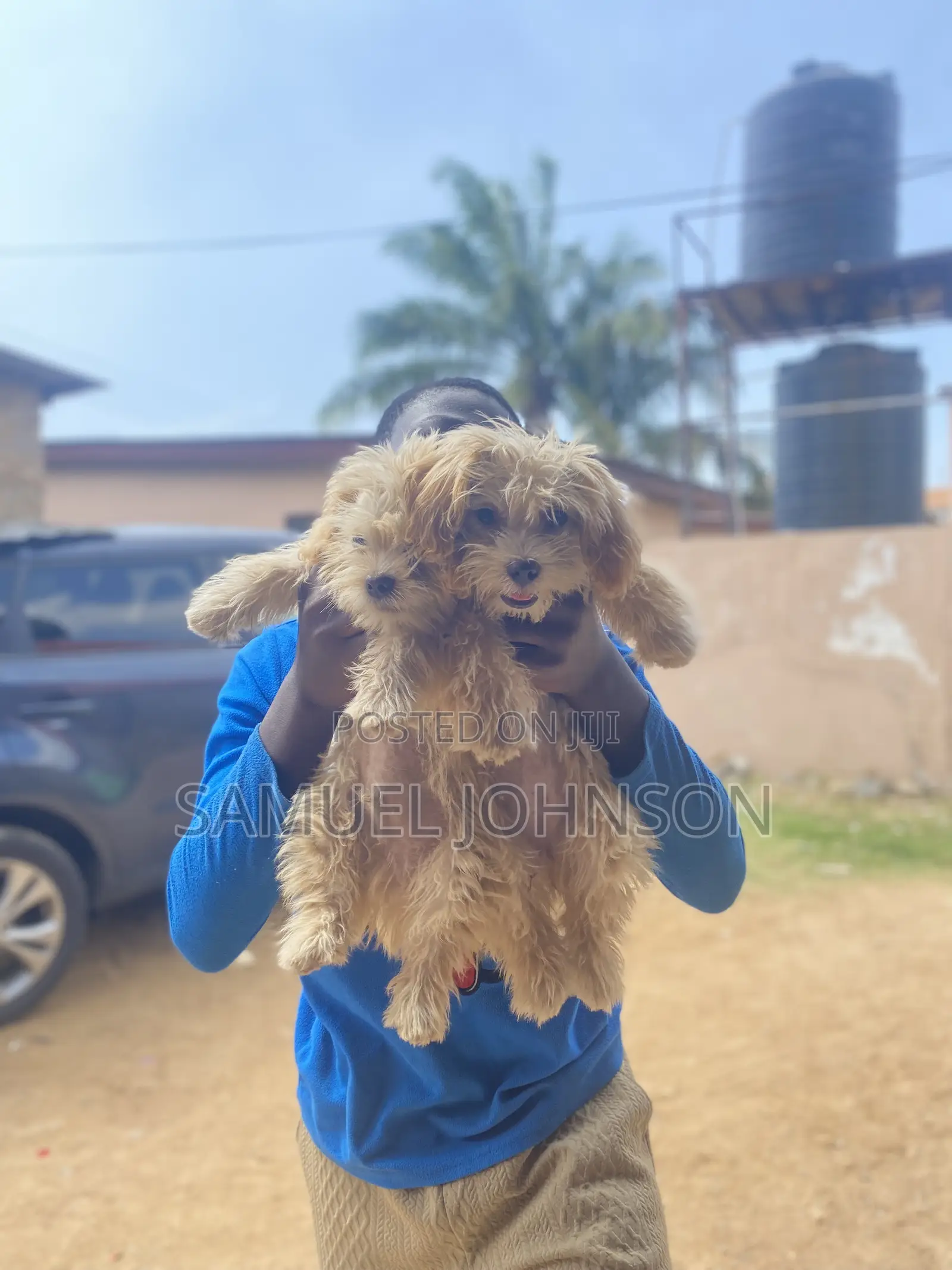 1-3 months Male Purebred Maltese
