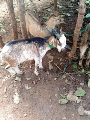 Nice Goat Seller