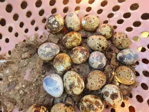 Contact for You Quail Eggs
